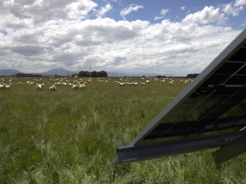 The corner of a solar panel installed in a paddock with sheep